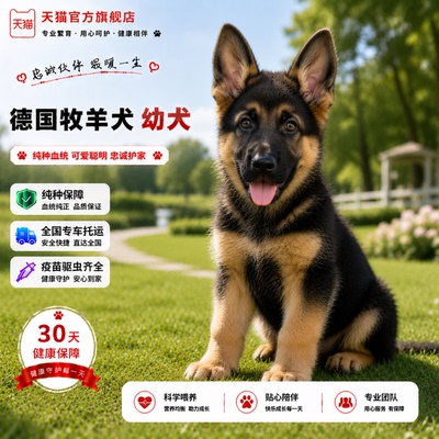 大型犬看家狗黑背护卫犬幼崽