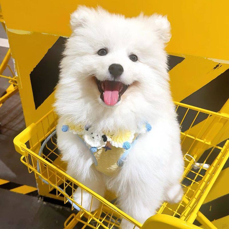 萨摩耶纯种幼犬狗家养网红粘人可爱陪伴犬宠物狗活物好养治愈纯白