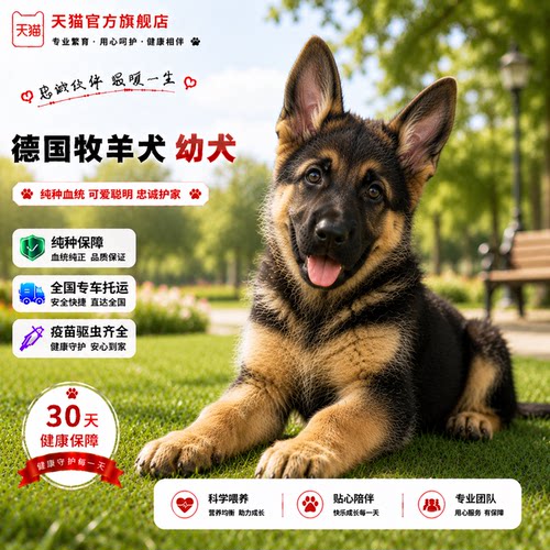 宠狼狗猛犬平背宠物狗聪明工作犬