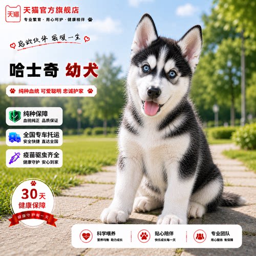 大骨架活泼狗听话可爱聪明家