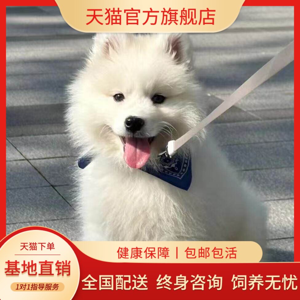 萨摩耶纯种幼犬聪明陪伴犬粘人好养圆脸网红便宜治愈幼宠可爱狗狗