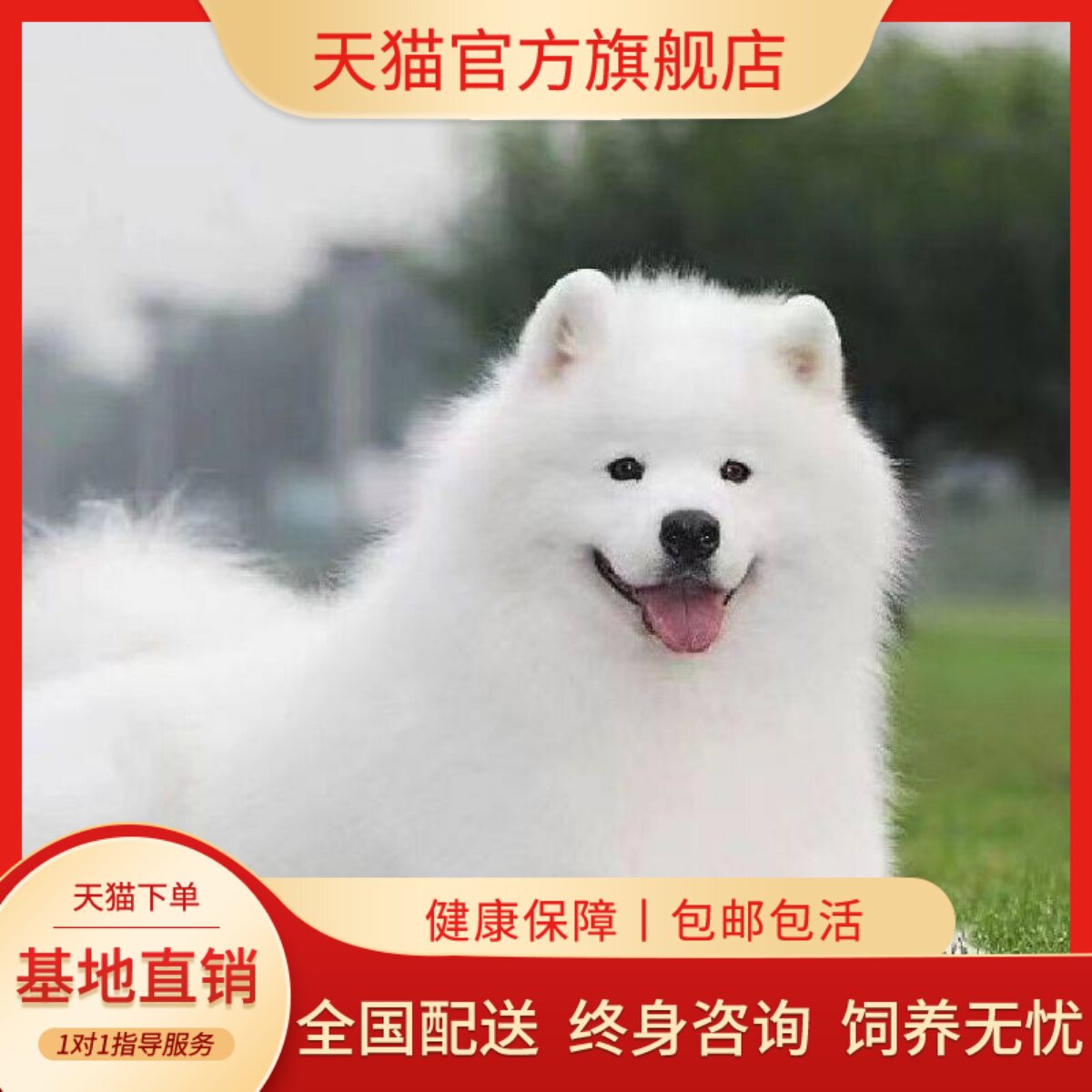 萨摩耶纯种幼犬活物治愈大骨架家养幼宠微笑天使便宜白色幼崽可爱