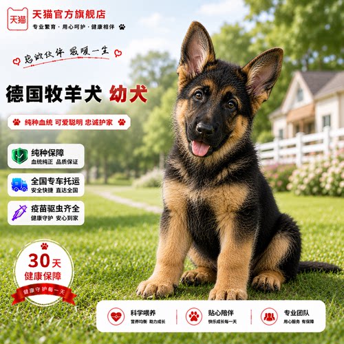 活物弓背高智商宠物狗猛犬