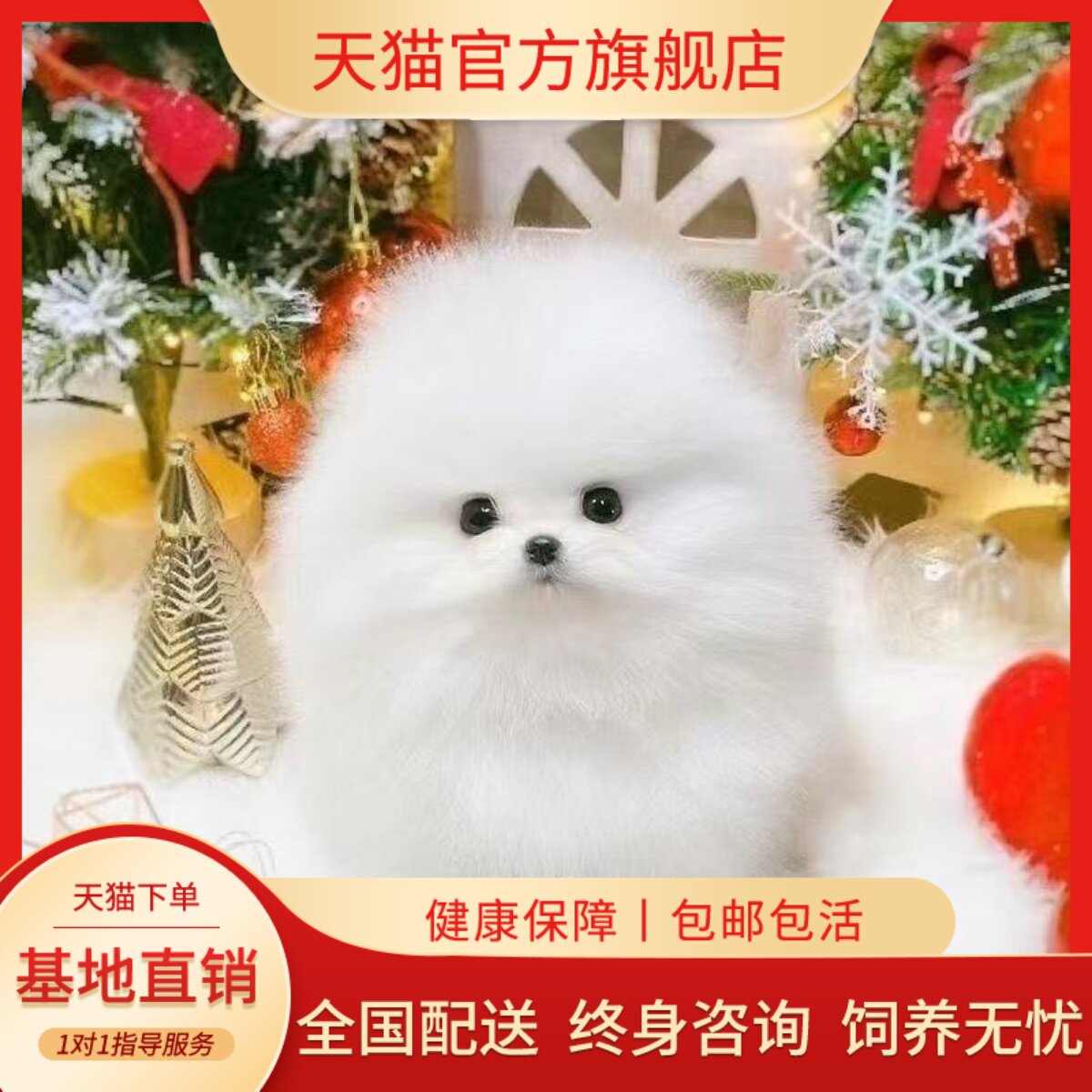 网红狗精品超小白小幼崽茶杯犬狗