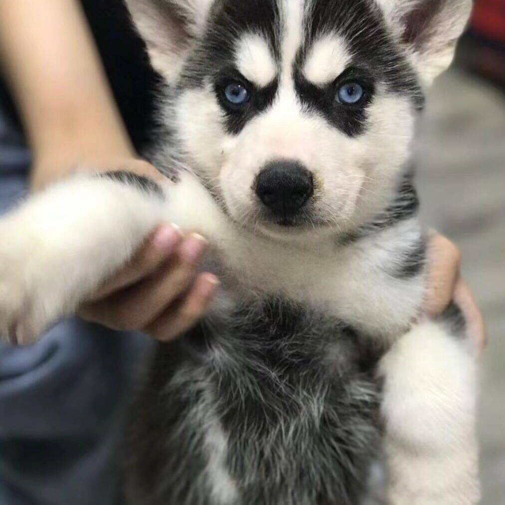 哈士奇纯种幼犬宠物雪橇犬中型犬黑色狗短毛三火幼崽活泼听话真狗