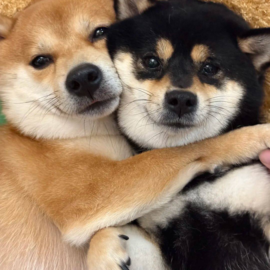 柴犬纯种幼犬赤色黄色精品豆长不大狗活泼狗崽短毛赤柴狗便宜狗狗