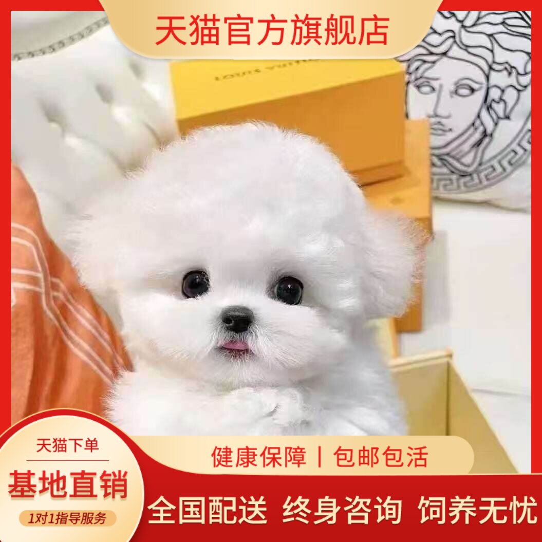 小型犬活物迷你犬超萌活体家养