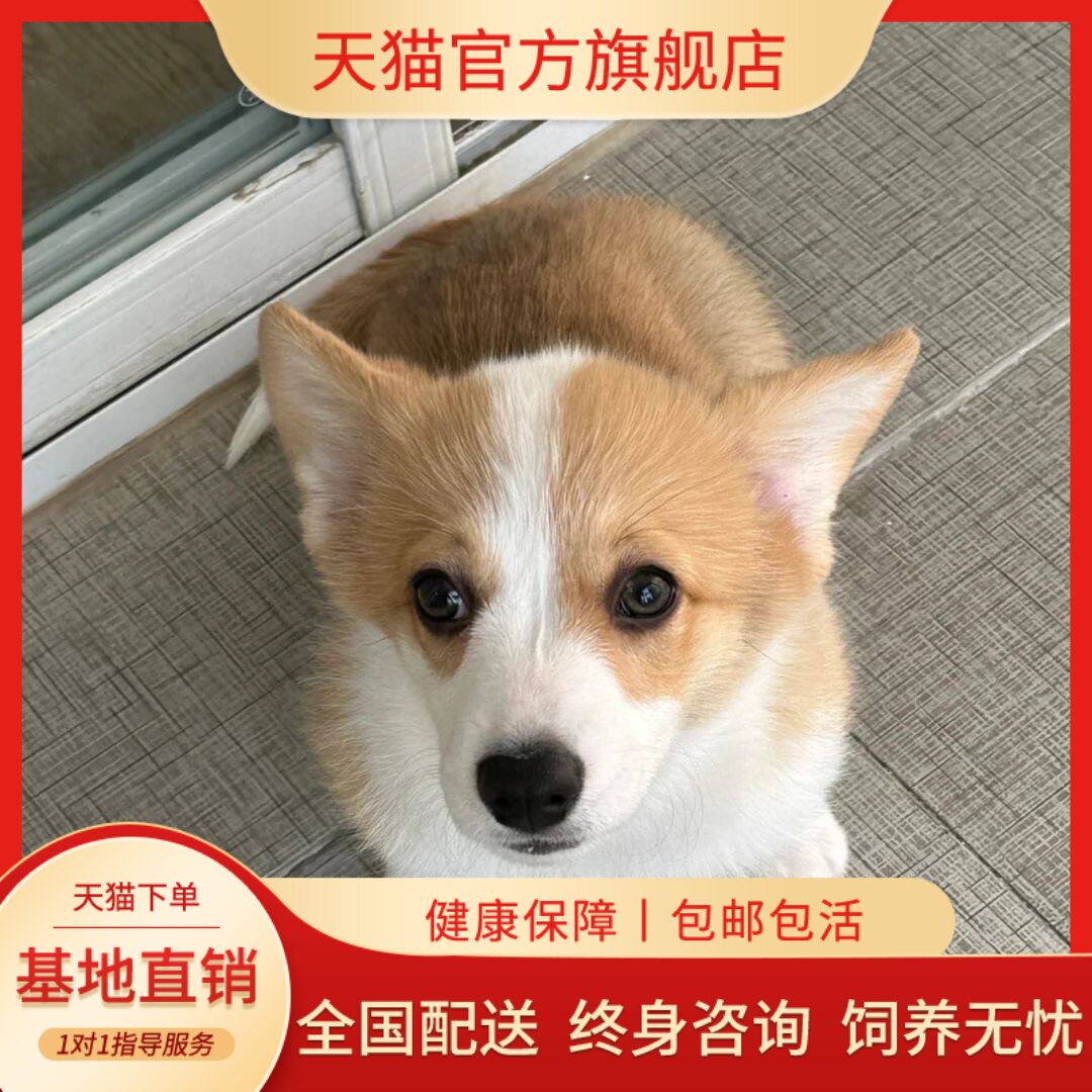便宜狗狗小三色陪伴黄白花狗黑白