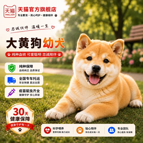 狩猎看家狗金钱尾听话家养活物