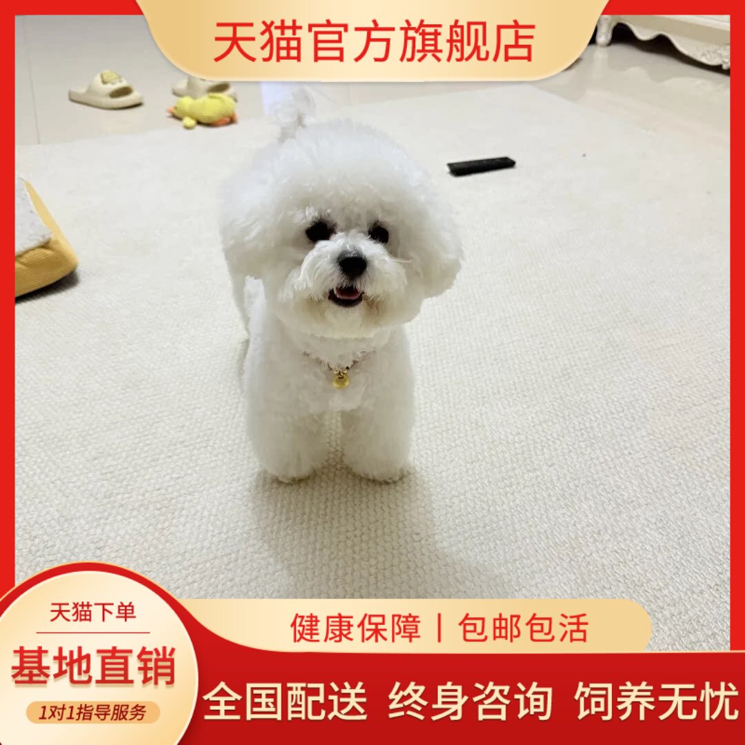 纯种比熊宠物狗幼犬可爱棉花糖小比熊短毛小型犬便宜活泼幼崽小狗