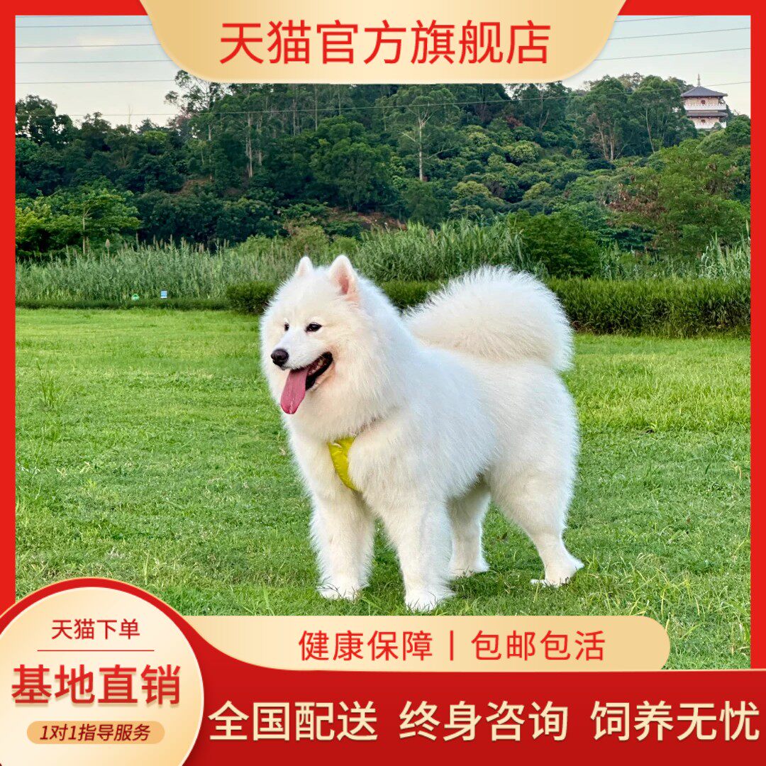 纯种萨摩耶幼犬熊版萨摩耶雪橇犬微笑天使是双血统萨摩耶宠物犬狗