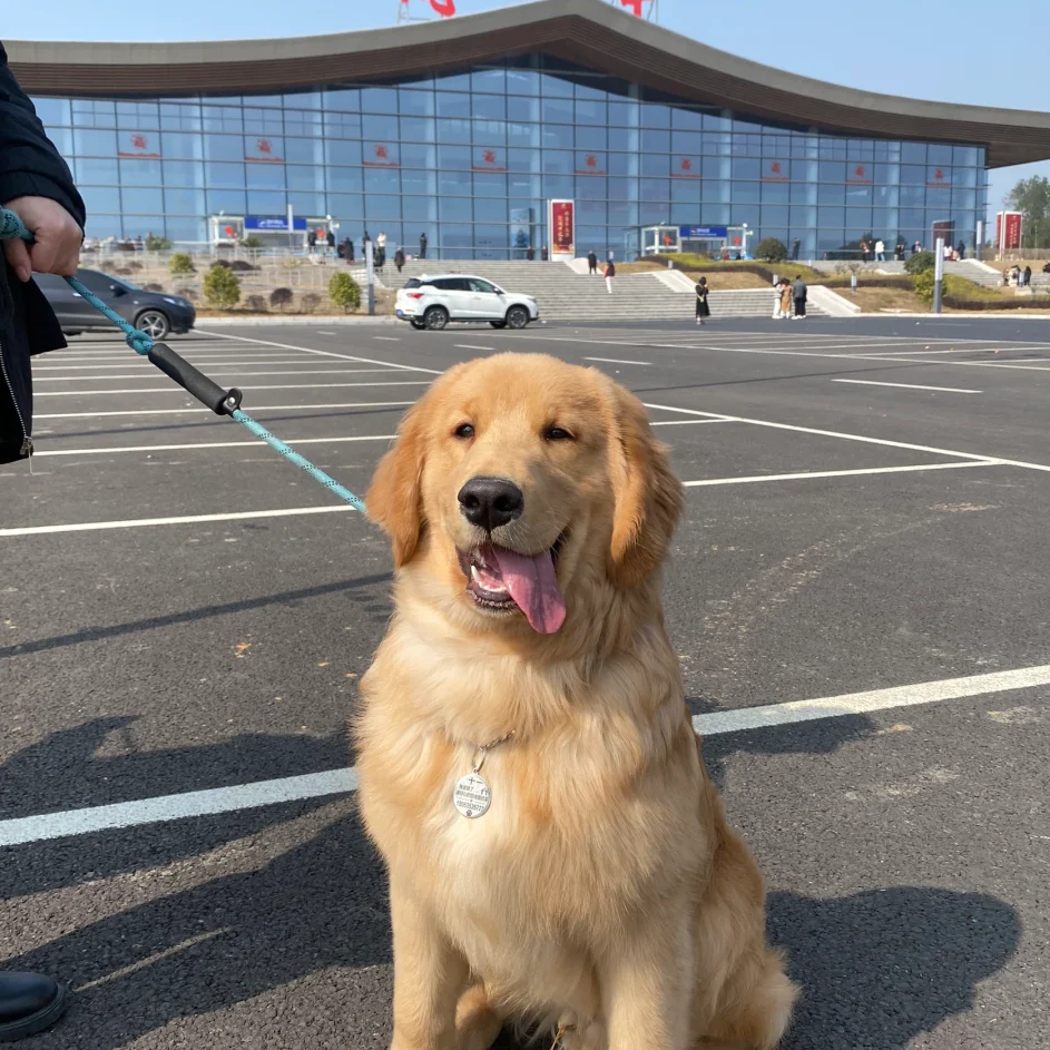 可卡腊犬大头金毛犬宠物真狗