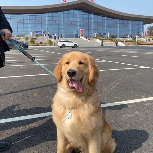 可卡腊犬大头金毛犬宠物真狗