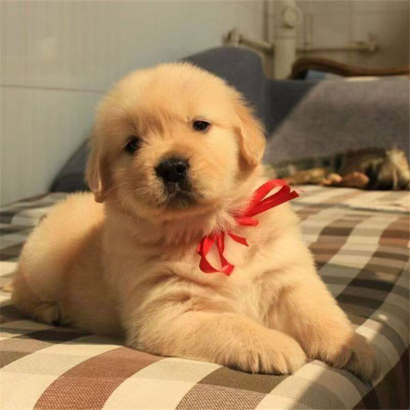 金毛纯种幼犬活体便宜犬家养高智商小狗狗陪伴超萌护主幼崽狗可爱