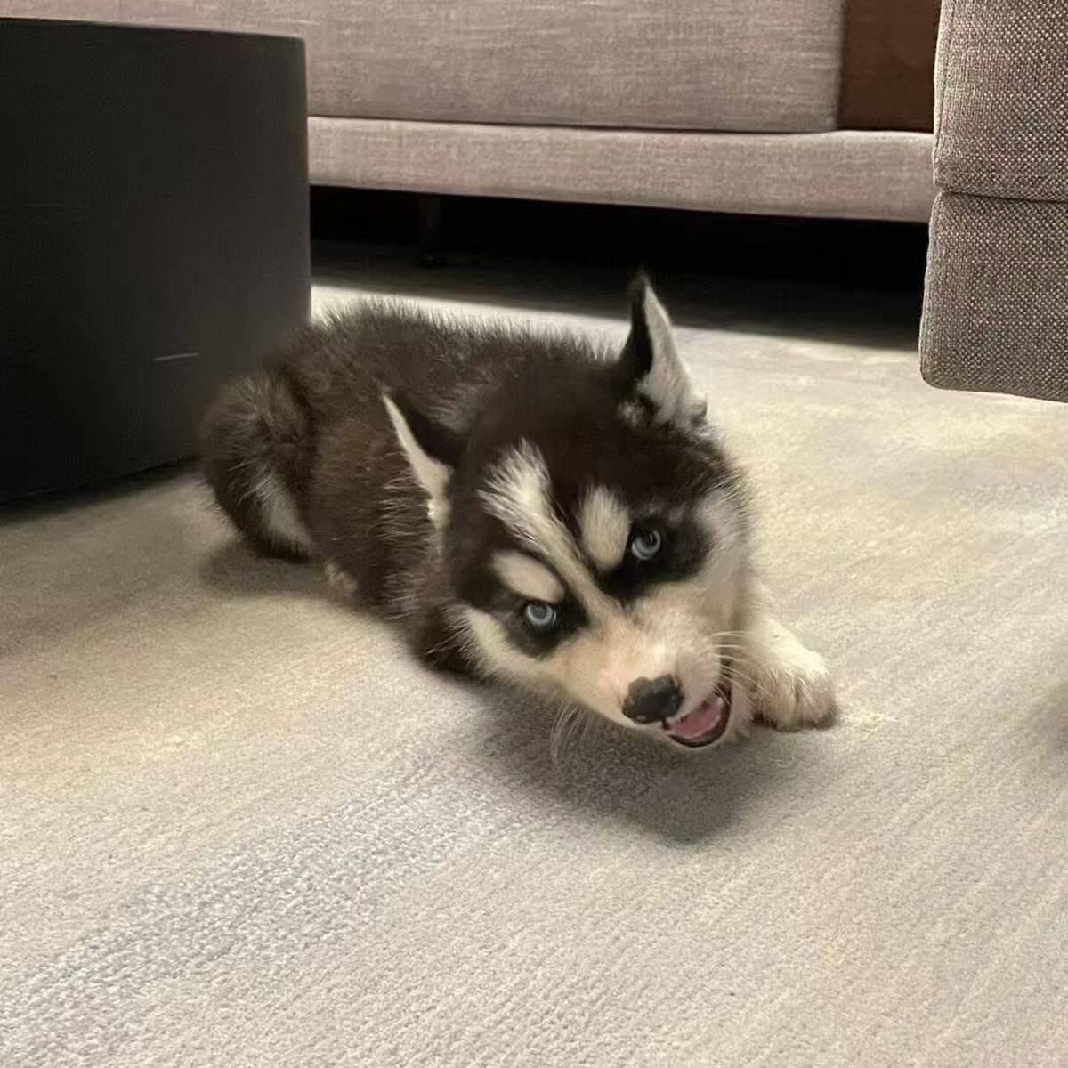 哈士奇纯种幼犬大骨架活泼黑色家养宠物可爱三火聪明听话二哈便宜