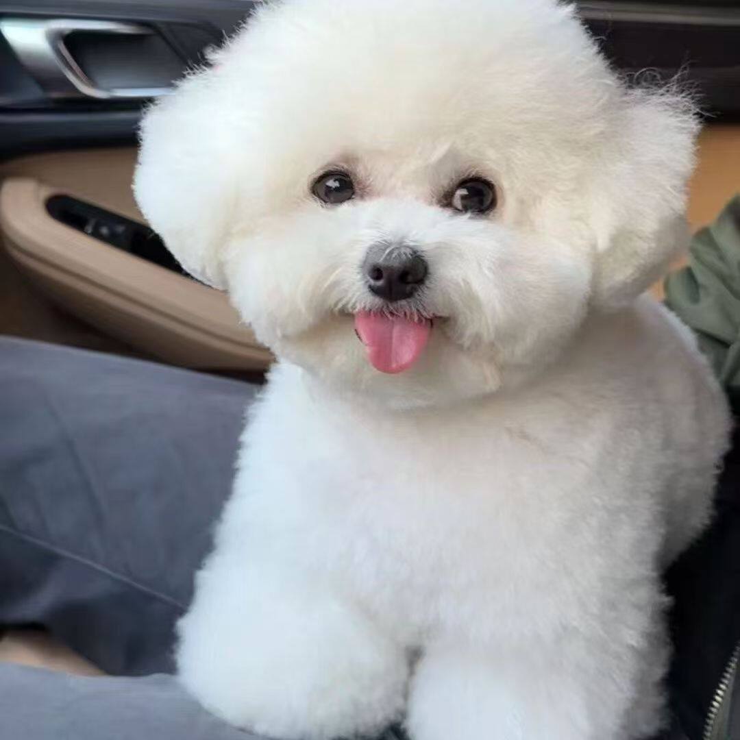 比熊纯种幼犬圆脸白色超小便宜长不大迷你犬宠物狗狗小体白狗超萌