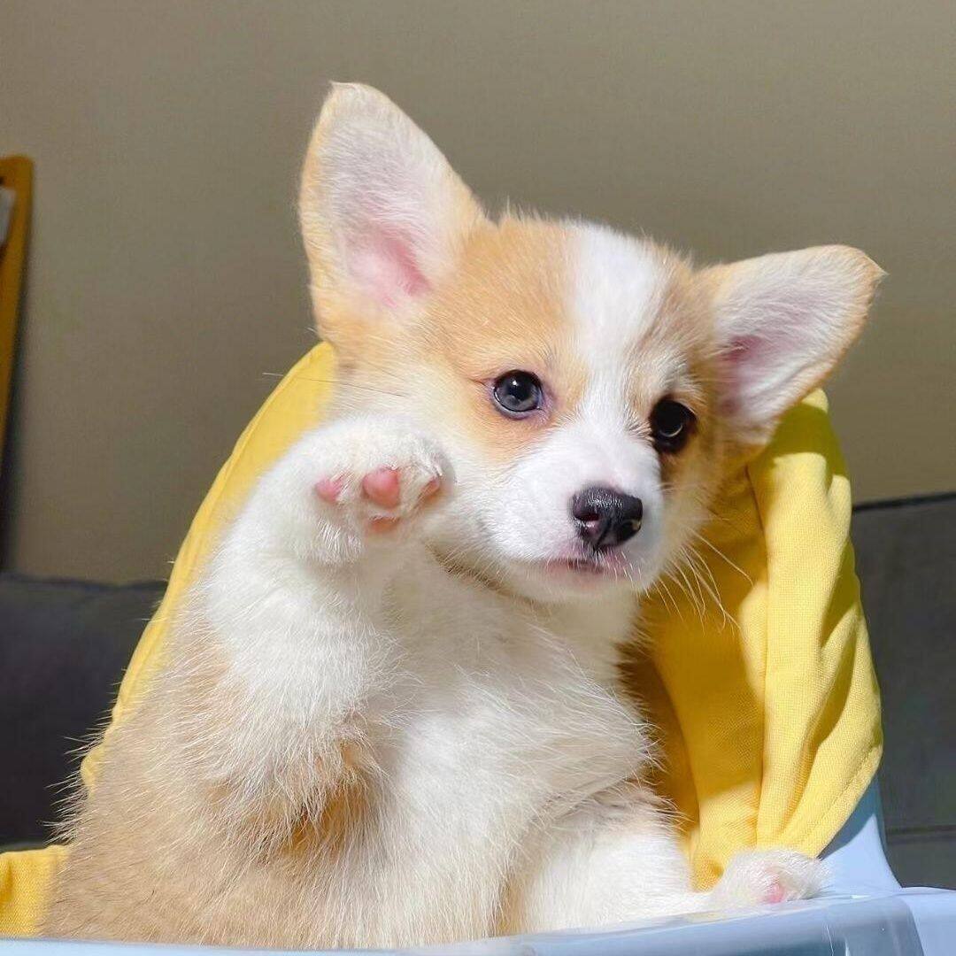 柯基纯种幼犬狗家庭黄白花帅气可爱宠物狗双色小狗狗幼崽小短腿狗