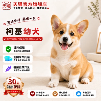 小型犬宠物犬家养小狗三色家庭