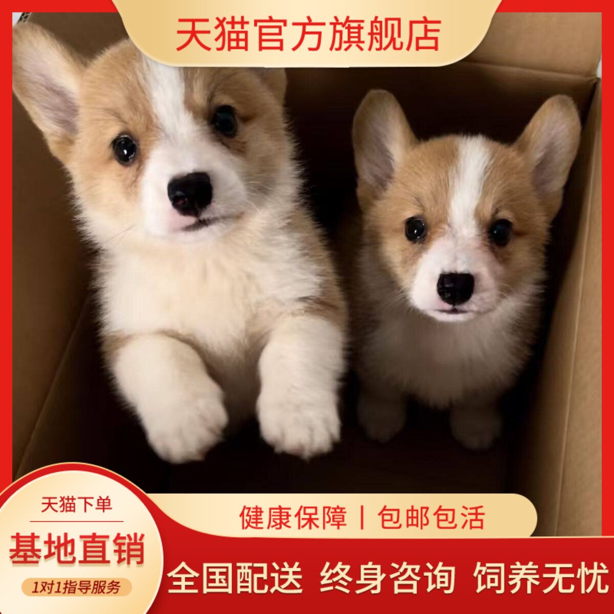 黑白家庭伴侣犬超萌活体三色活泼