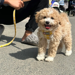 纯种泰迪幼犬便宜纯黑棕色狗活泼小型犬陪伴宠物精品幼崽红棕小体