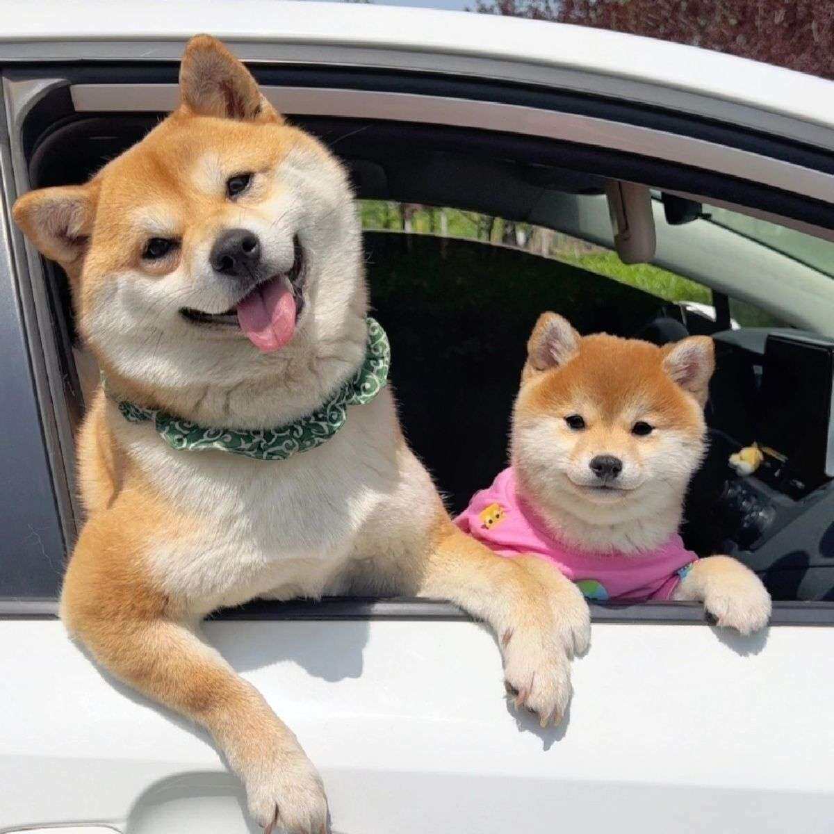 柴犬纯种幼犬短毛家养看家赤柴豆活泼超萌狗崽赤色便宜活物狗黑柴