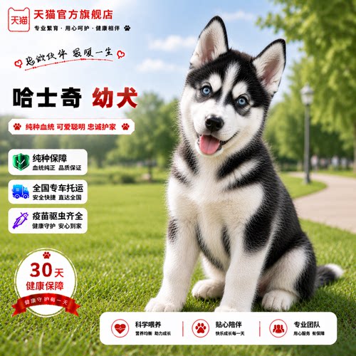 二哈听话三火中型犬狗活体便宜
