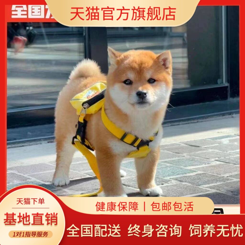 犬看家豆柴体单血统赤柴狗狗黄色