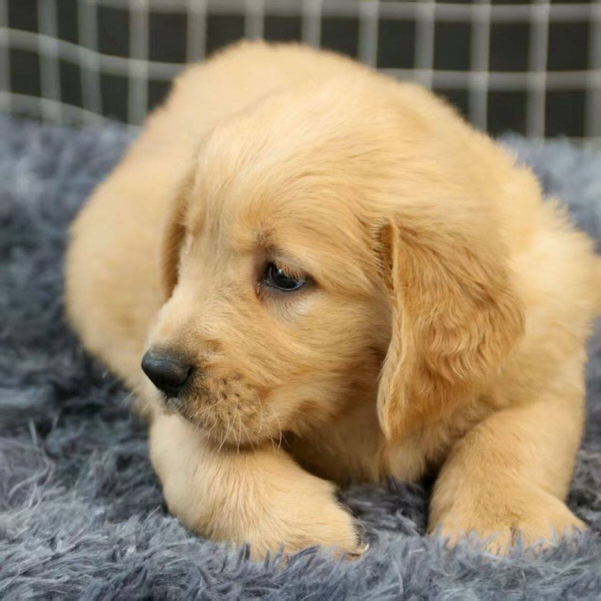 金毛纯种幼犬超萌活泼健康陪伴幼崽大头猎犬聪明活物家养护主小狗