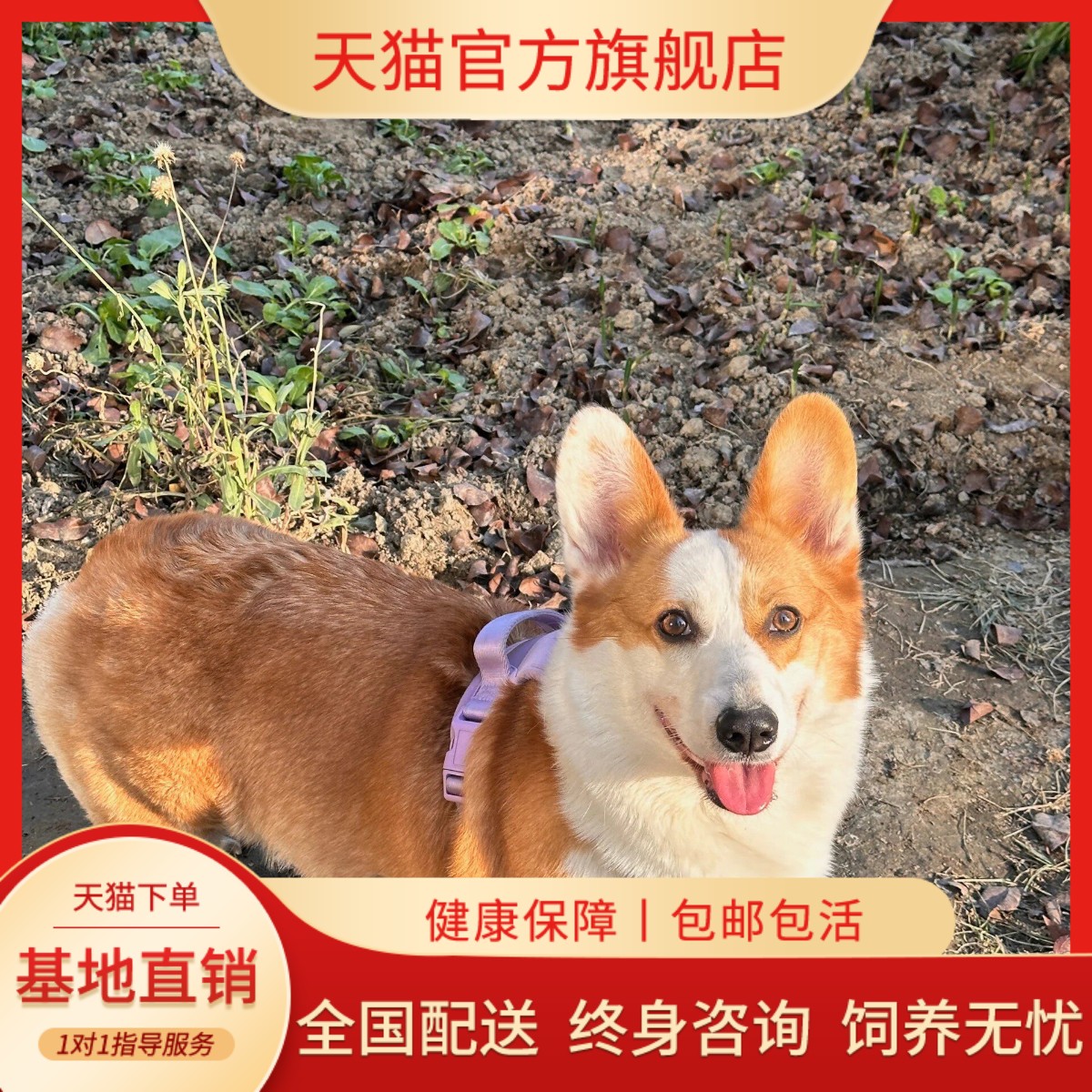 纯种柯基幼犬小宠物狗三色狗狗听话陪伴活泼小活体两色帅气爱晕易