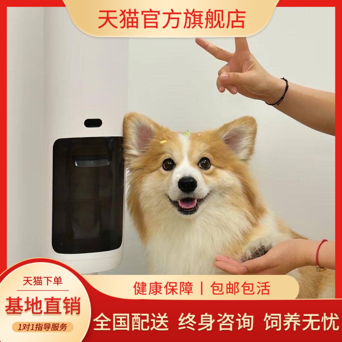 小型犬幼崽活物听话双色威尔士