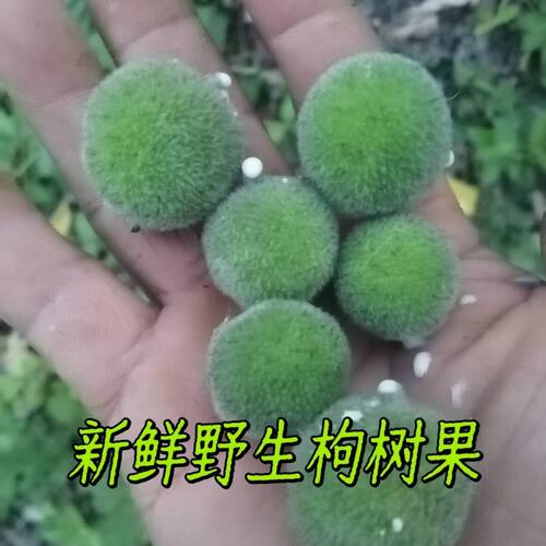 26年新鲜野生构树桃露天楮桃泡酒构树果子农家现摘楮实子现货包邮