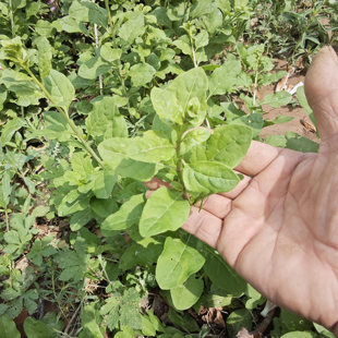 现货25年新鲜枸杞芽河南农家枸杞叶野生枸杞尖农家蒸菜加冰发包邮