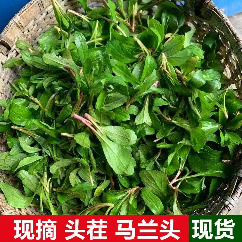 现货马兰头新鲜野生马蓝头蔬菜农家时令野菜现摘渔鳅菜苦味凉拌菜