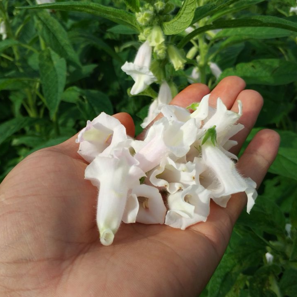26年新鲜现摘芝麻花泡茶泡酒