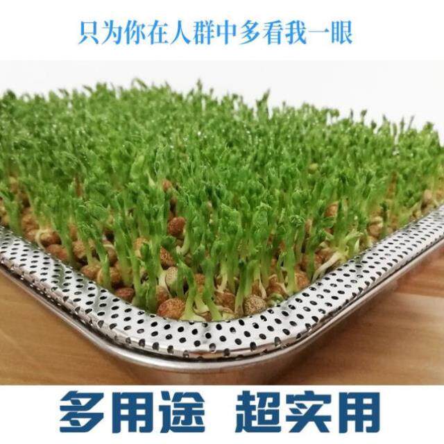豌豆苗家用盘豆芽菜育苗种植芽苗菜种植不锈钢盘盘水培种植芽苗菜