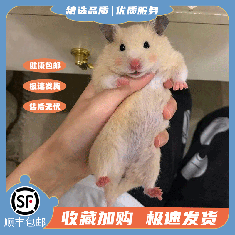 家养金丝熊小仓鼠布丁鼠类小体型宠物活物银狐三线米熊活体巨型