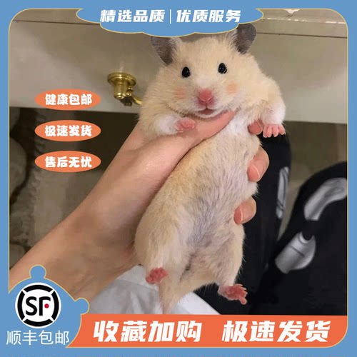 家养金丝熊小仓鼠布丁鼠类小体型宠物活物银狐三线米熊活体巨型