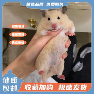 家养金丝熊小仓鼠宠物活物可爱鼠类活体小型活宠布丁银狐三线米熊