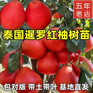 柚子树苗泰国暹罗红柚子树苗香水三红蜜柚苗红柚子树苗带土带叶