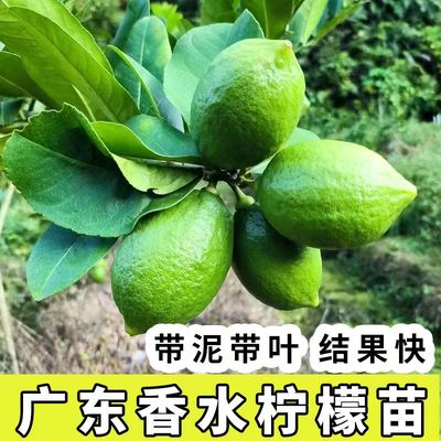 包活30天台湾香水柠檬当年结果