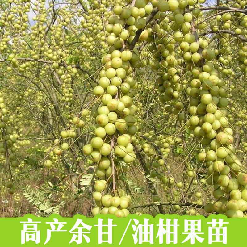 余甘果苗大果油甘果苗甜油甘子嫁接高产牛甘子果树苗地栽盆栽四季