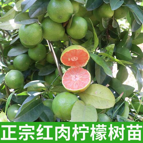 新品种斑叶柠檬树苗带土带叶