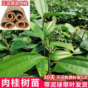 广西正宗厚皮桂皮树食用药材香料肉桂树苗玉桂苗果苗南方种植