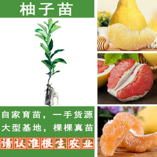 柚子树苗纯正嫁接容县沙田柚子红心蜜柚苗泰国红宝石青柚水果苗树