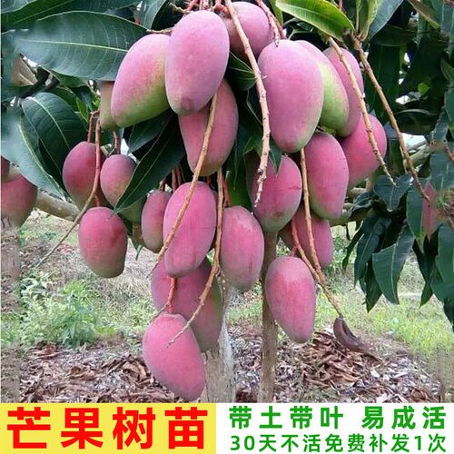 芒果树苗大果金煌芒广西发货