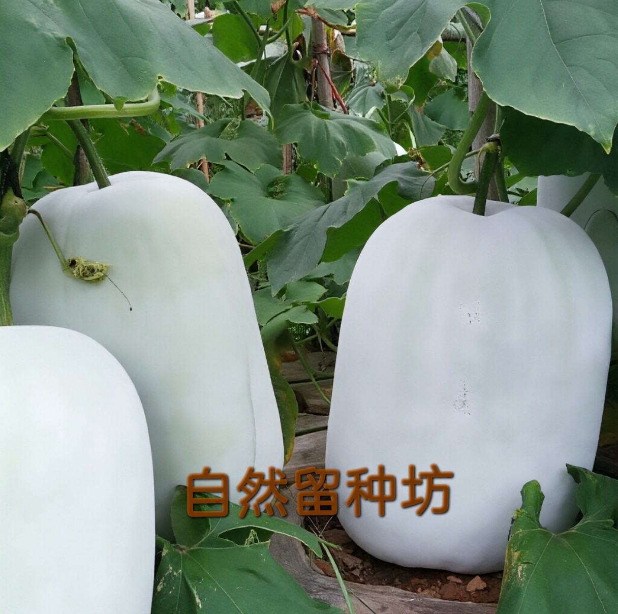 本地老品种短白毛冬瓜种子非转基家庭园艺种子
