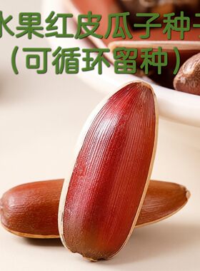 老品种云南水果红皮葵花种子葵花种籽可循环留种瓜子种向日葵易活