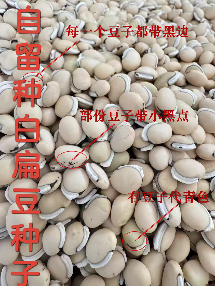 老品种白扁豆种子带黑点白扁豆种子农家自种白扁豆种子可循环留种