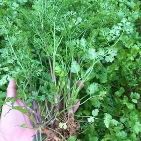 老品种紫根香菜种子浓香型趴地茴家庭园艺种子