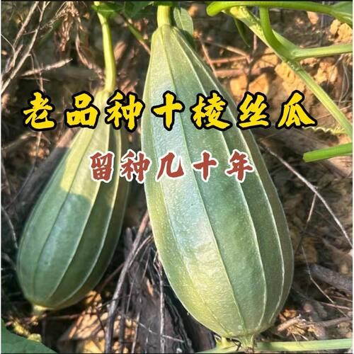 老品种十棱短胖丝瓜种籽 肉厚脆甜 产量高 晚熟品种 60年代老品种